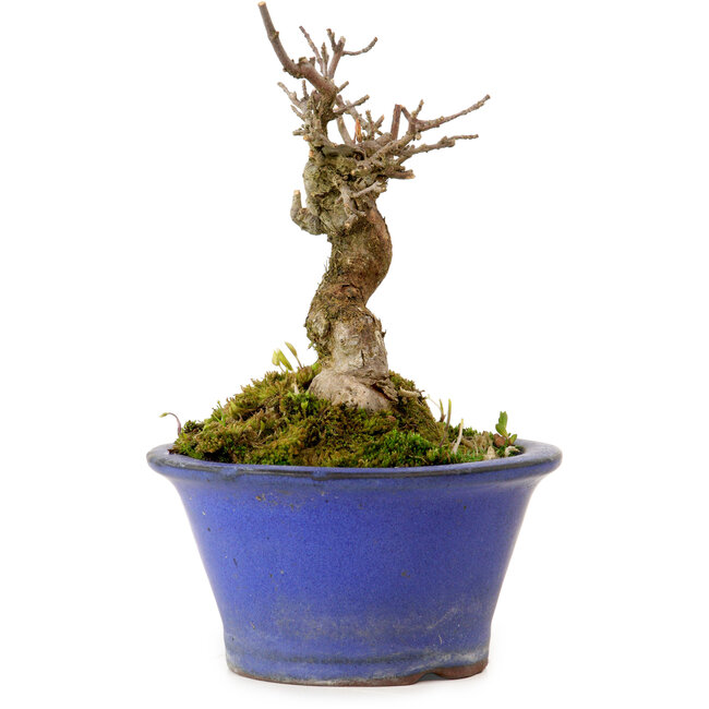 Acer buergerianum, 12 cm, ± 10 jaar oud, met een nebari van 4 cm