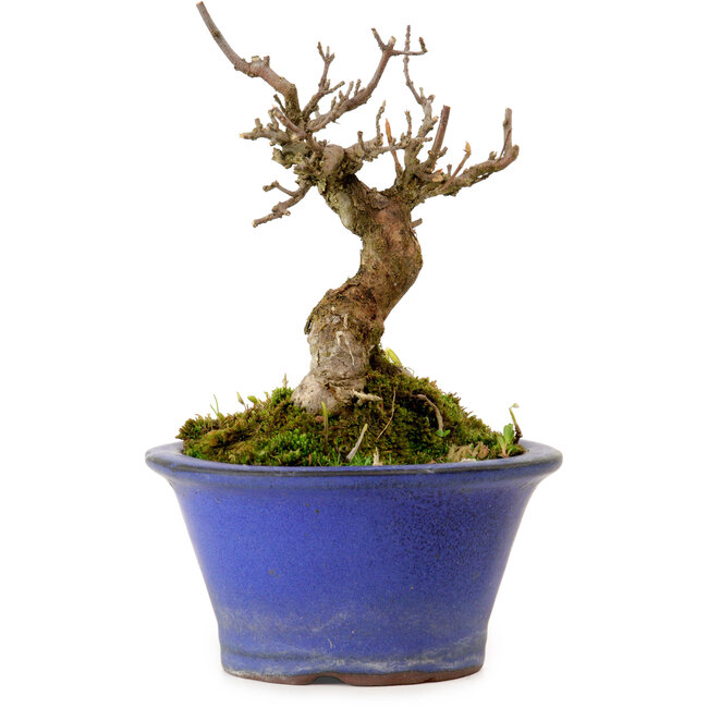 Acer buergerianum, 12 cm, ± 10 anni, con nebari di 4 cm