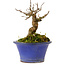 Acer buergerianum, 12 cm, ± 10 anni, con nebari di 4 cm