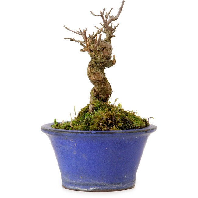 Acer buergerianum, 12 cm, ± 10 anni, con nebari di 4 cm