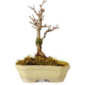 Acer buergerianum, 12 cm, ± 10 ans