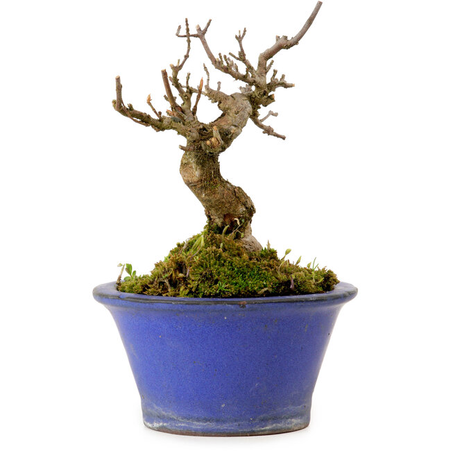 Acer buergerianum, 12 cm, ± 10 jaar oud, met een nebari van 4 cm