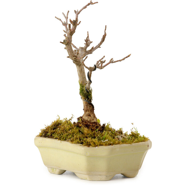 Acer buergerianum, 12 cm, ± 10 years old, with a nebari of 2 cm