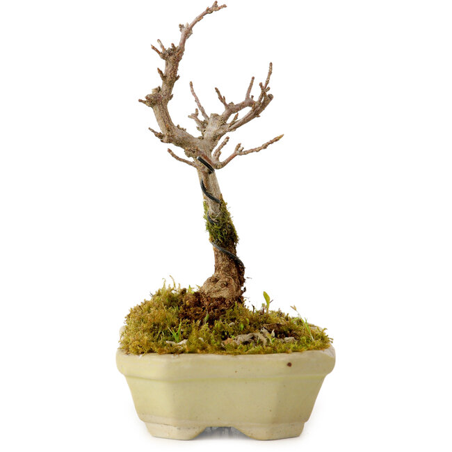 Acer buergerianum, 12 cm, ± 10 years old, with a nebari of 2 cm