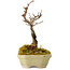 Acer buergerianum, 12 cm, ± 10 anni, con nebari di 2 cm
