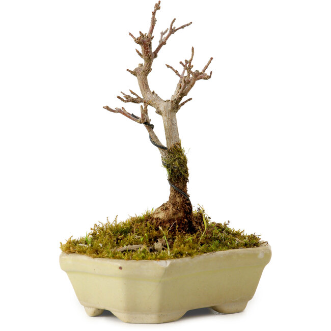 Acer buergerianum, 12 cm, ± 10 ans, avec un nebari de 2 cm