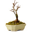 Acer buergerianum, 12 cm, ca. 10 Jahre alt, mit einem Wurzelhals von 2 cm