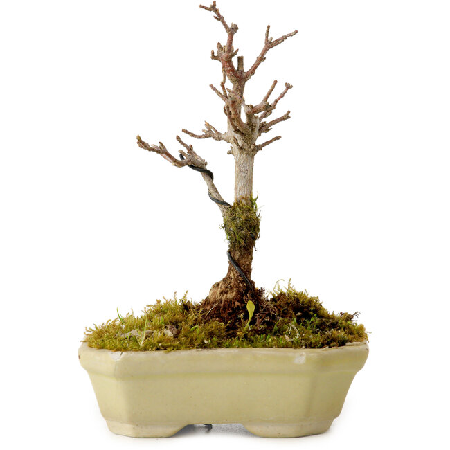 Acer buergerianum, 12 cm, ± 10 años de edad, con un nebari de 2 cm