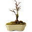 Acer buergerianum, 12 cm, ± 10 ans, avec un nebari de 2 cm