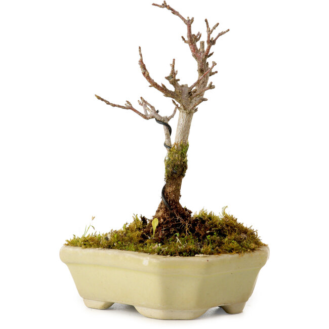 Acer buergerianum, 12 cm, ± 10 ans, avec un nebari de 2 cm