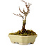 Acer buergerianum, 12 cm, ± 10 ans, avec un nebari de 2 cm