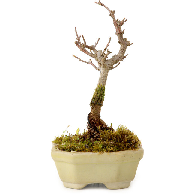 Acer buergerianum, 12 cm, ± 10 ans, avec un nebari de 2 cm
