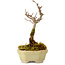 Acer buergerianum, 12 cm, ± 10 years old, with a nebari of 2 cm