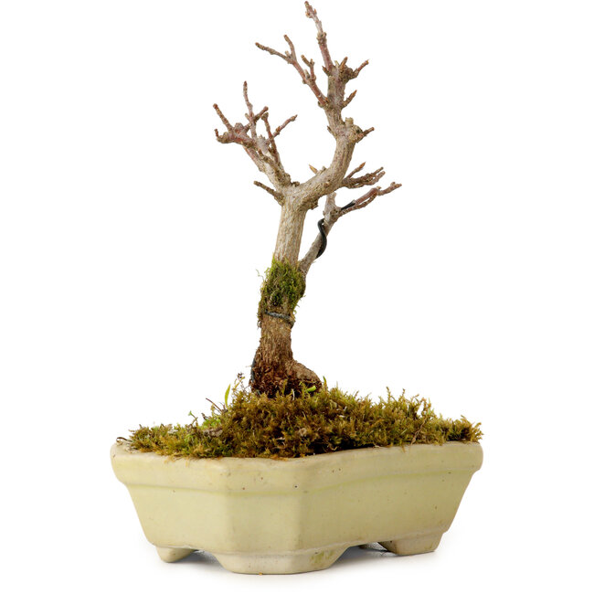 Acer buergerianum, 12 cm, ± 10 years old, with a nebari of 2 cm