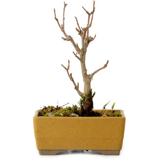 Acer buergerianum, 13 cm, ± 8 jaar oud