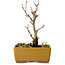Acer buergerianum, 13 cm, ± 8 years old, with a nebari of 2 cm