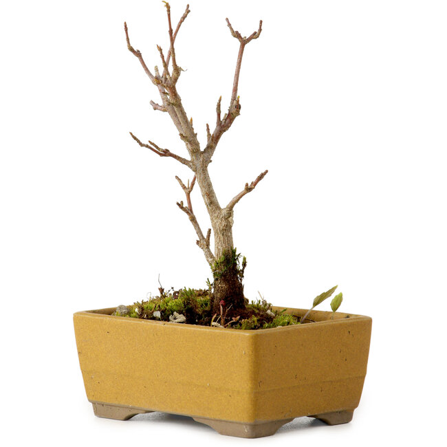 Acer buergerianum, 13 cm, ± 8 años de edad, con un nebari de 2 cm