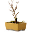 Acer buergerianum, 13 cm, ± 8 ans, avec un nebari de 2 cm