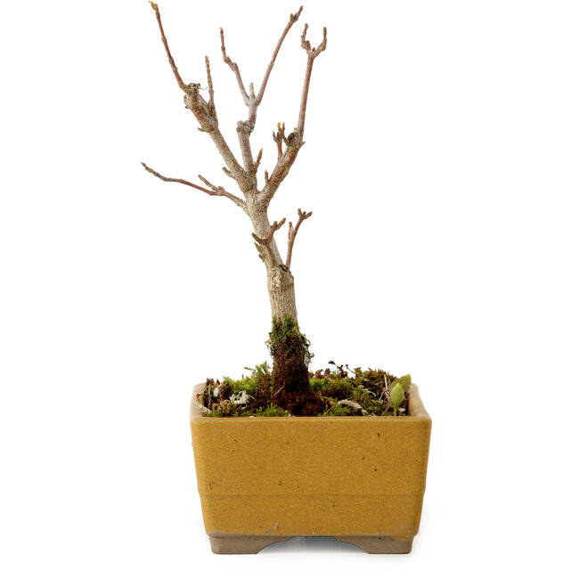 Acer buergerianum, 13 cm, ± 8 years old, with a nebari of 2 cm