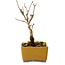 Acer buergerianum, 13 cm, ± 8 years old, with a nebari of 2 cm