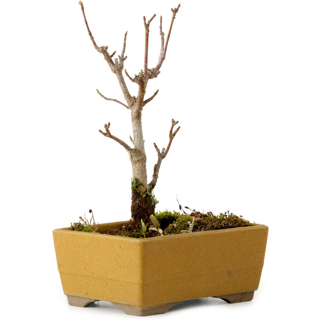 Acer buergerianum, 13 cm, ± 8 jaar oud, met een nebari van 2 cm
