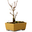 Acer buergerianum, 13 cm, ± 8 Jahre alt, mit einem Wurzelhals von 2 cm