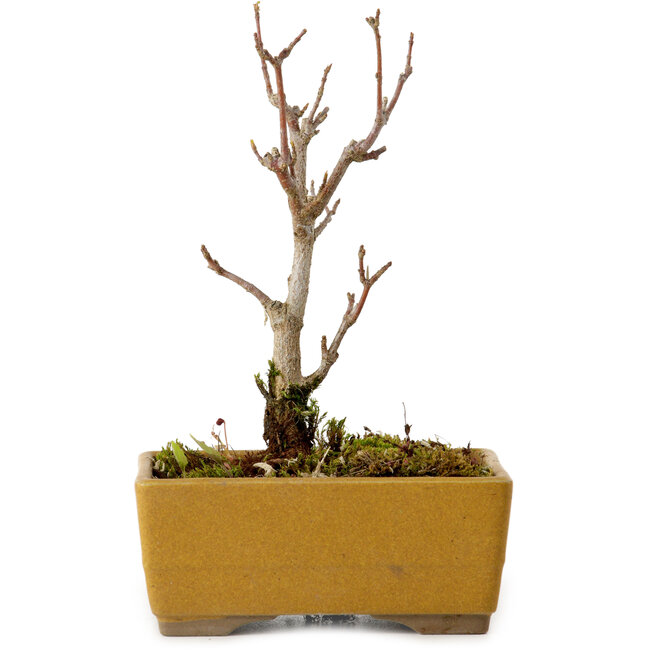 Acer buergerianum, 13 cm, ± 8 years old, with a nebari of 2 cm