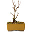 Acer buergerianum, 13 cm, ± 8 jaar oud, met een nebari van 2 cm