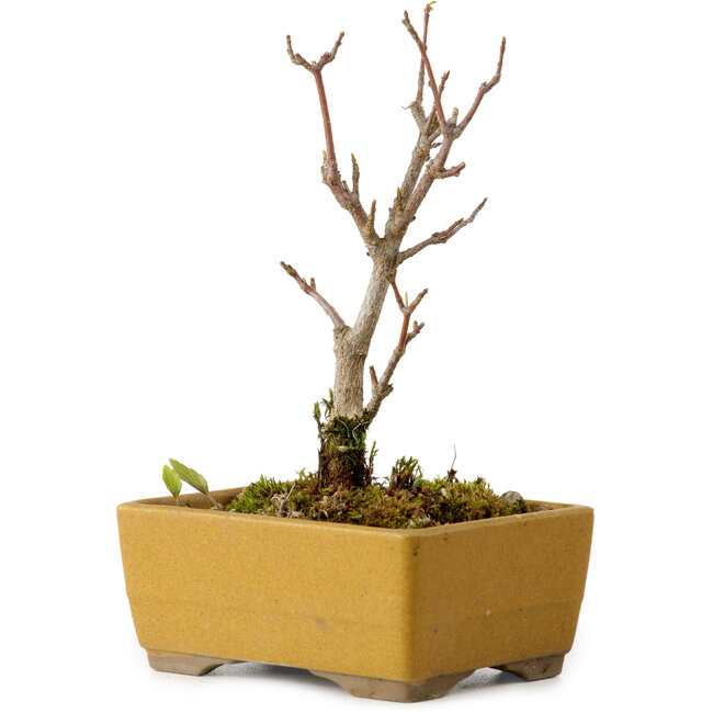 Acer buergerianum, 13 cm, ± 8 jaar oud, met een nebari van 2 cm