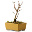 Acer buergerianum, 13 cm, ± 8 years old, with a nebari of 2 cm