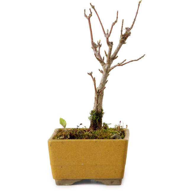 Acer buergerianum, 13 cm, ± 8 años de edad, con un nebari de 2 cm