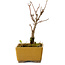 Acer buergerianum, 13 cm, ± 8 Jahre alt, mit einem Wurzelhals von 2 cm