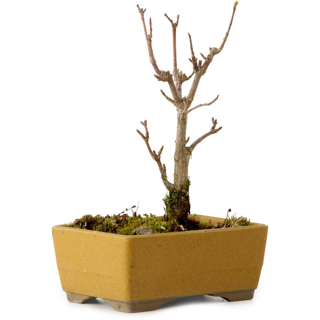 Acer buergerianum, 13 cm, ± 8 years old, with a nebari of 2 cm