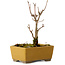Acer buergerianum, 13 cm, ± 8 ans, avec un nebari de 2 cm