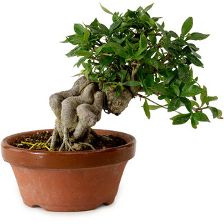 Gardenie (Gardenia jasminoides), 16 cm, ca. 12 Jahre alt