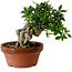 Gardenia jasminoides, 16 cm, ± 12 ans
