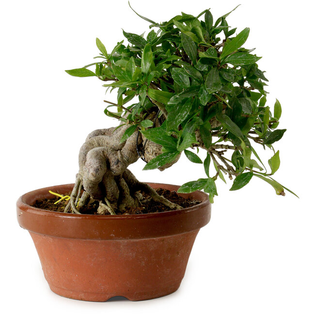 Gardenia jasminoides, 16 cm, ± 12 años de edad