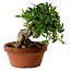 Gardenia jasminoides, 16 cm, ± 12 ans