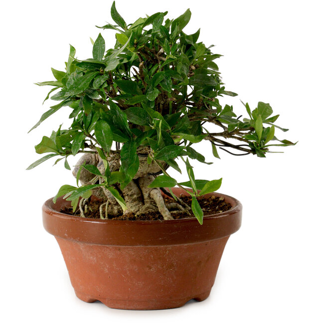 Gardenia jasminoides, 16 cm, ± 12 años de edad