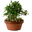 Gardenia jasminoides, 16 cm, ± 12 ans