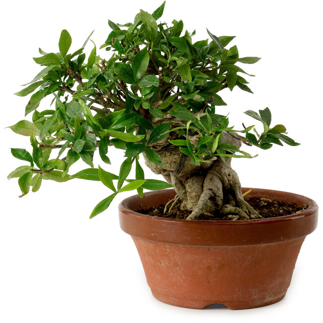 Gardenia jasminoides, 16 cm, ± 12 ans