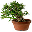 Gardenia jasminoides, 16 cm, ± 12 ans