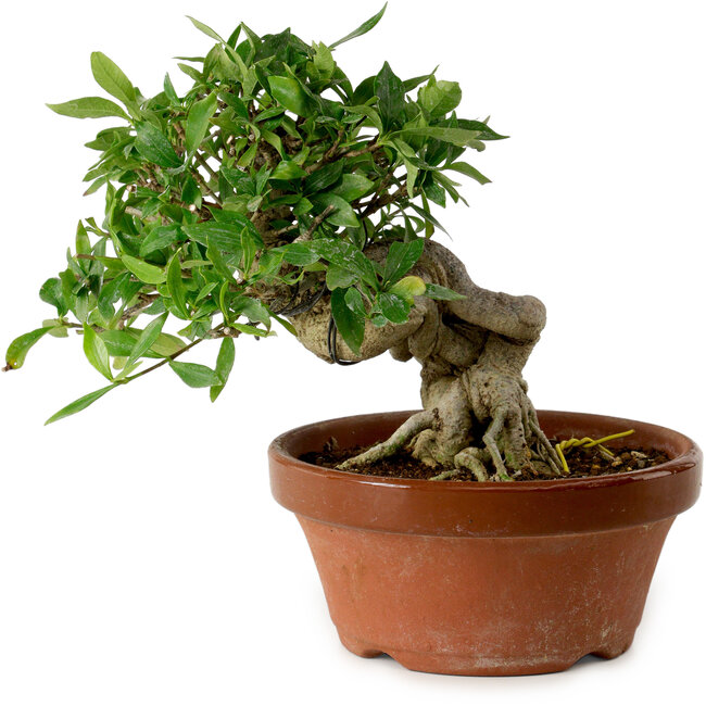 Gardenia jasminoides, 16 cm, ± 12 ans