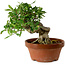 Gardenia jasminoides, 16 cm, ± 12 ans