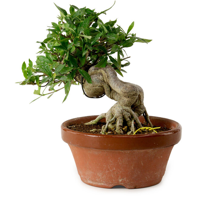 Gardenia jasminoides, 16 cm, ± 12 years old