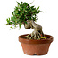 Gardenia jasminoides, 16 cm, ± 12 ans