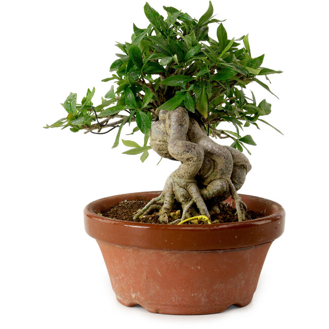 Gardenie (Gardenia jasminoides), 16 cm, ca. 12 Jahre alt