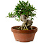 Gardenia jasminoides, 16 cm, ± 12 ans