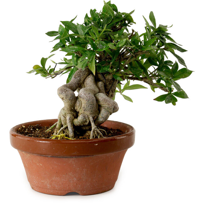 Gardenia jasminoides, 16 cm, ± 12 años de edad