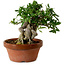 Gardenia jasminoides, 16 cm, ± 12 ans